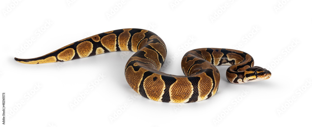 Naklejka premium Baby Ballpython or Python Regius snake, isolated on a white background. Amazing almost golden colors and beautifull pattern.