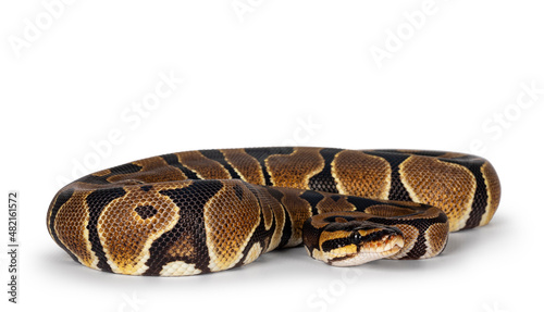 Baby Ballpython or Python Regius snake, isolated on a white background. Amazing almost golden colors and beautifull pattern.