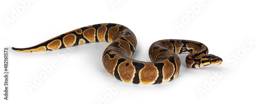 Baby Ballpython or Python Regius snake, isolated on a white background. Amazing almost golden colors and beautifull pattern. © Nynke