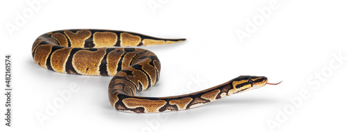 Baby Ballpython or Python Regius snake, isolated on a white background. Amazing almost golden colors and beautifull pattern. Tongue out. © Nynke