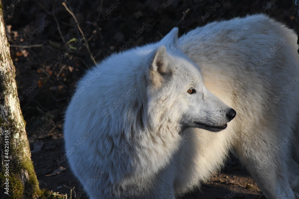 Obraz premium Loup Arctique