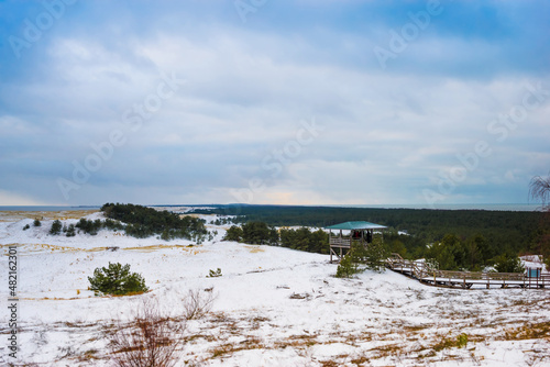 snow-covered sand dune seashore with yellow dry grass and Pine trees