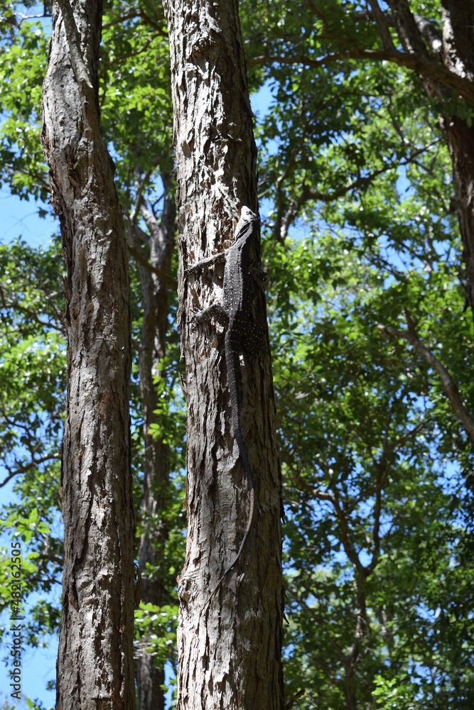 lace monitor lizard on tree trunk lace monitor lizard on tree trunk