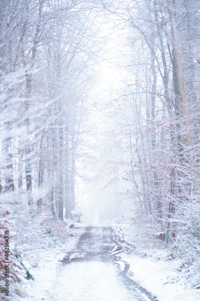 winter forest road winter forest road