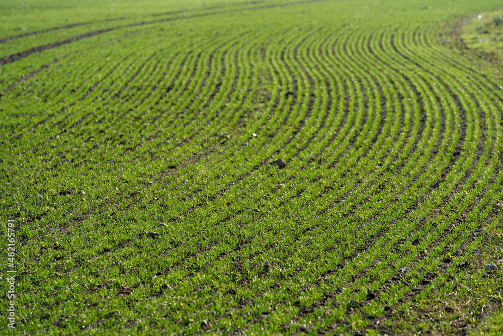 Close-up of freshly planted agricultural field on a sunny winter day. Photo taken January 13th, 2022, Zurich, Switzerland.