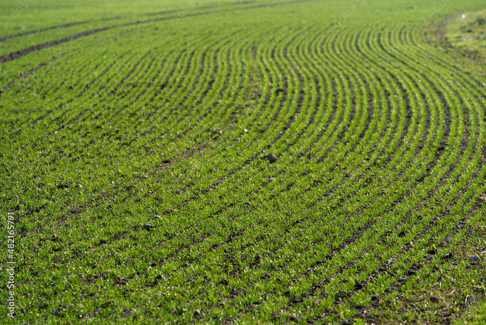 Close-up of freshly planted agricultural field on a sunny winter day. Photo taken January 13th, 2022, Zurich, Switzerland. Close-up of freshly planted agricultural field on a sunny winter day. Photo taken January 13th, 2022, Zurich, Switzerland.