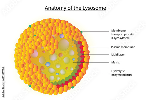 Anatomy of lysosome (Lysosome structure) photo