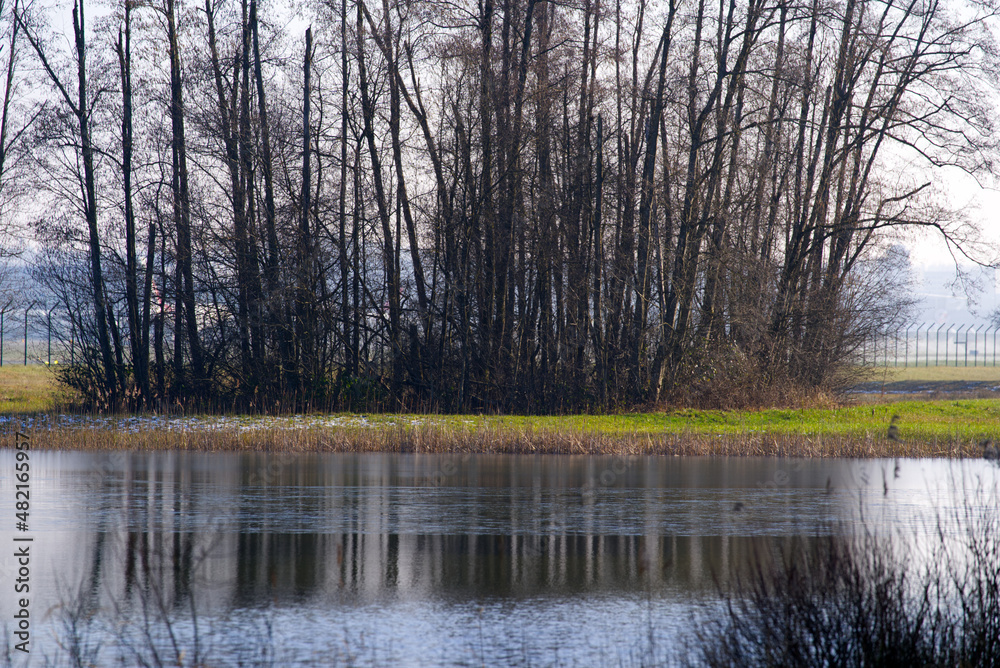 Fototapeta premium Pond with reed and trees in backlight at nature reserve at Zürich Airport on a sunny winter day. Photo taken January 13th, 2022, Zurich, Switzerland.