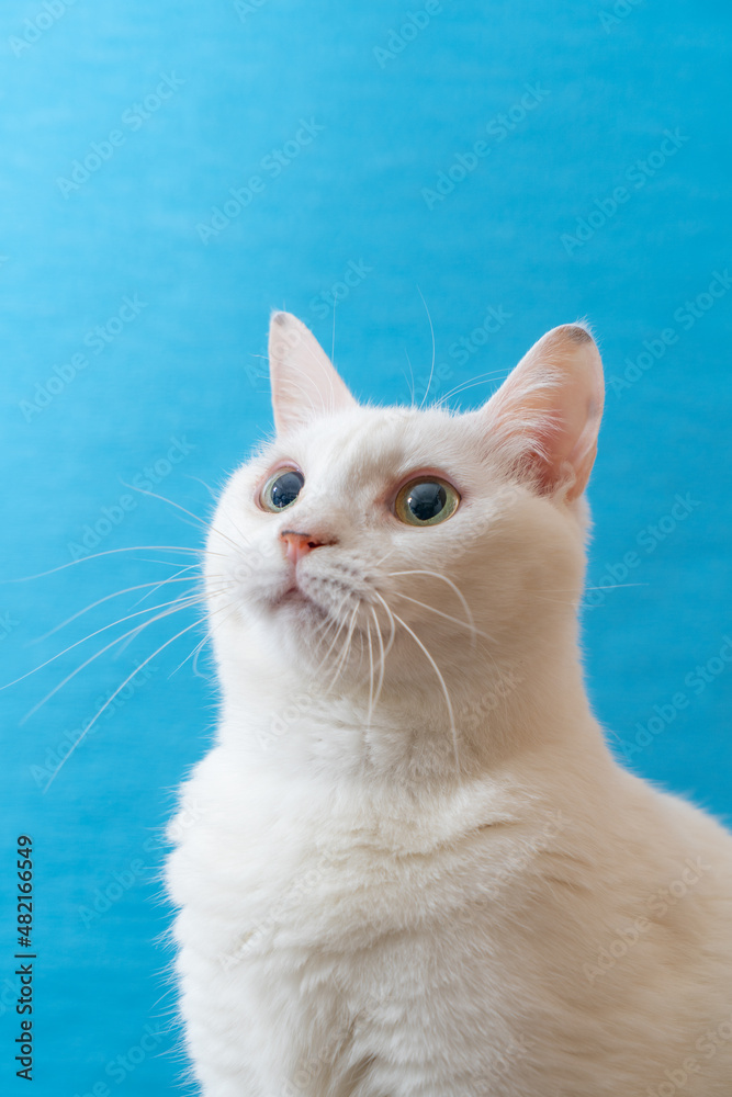 Fototapeta premium 青い背景のかわいい白猫