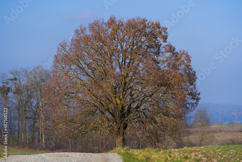 Scenic rural landscape with tree in the center on a sunny winter day near the airport. Photo taken January 13th, 2022, Zurich, Switzerland.