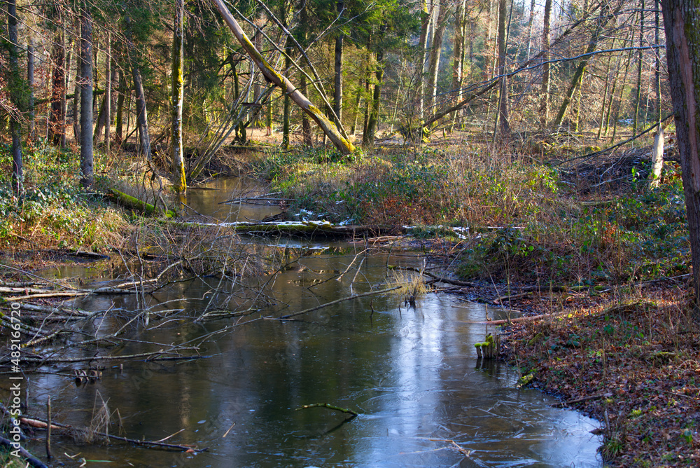 Close-up of little pond in the woods with beautiful reflections of trees on a sunny winter day. January 13th, 2022, Zurich, Switzerland. Close-up of little pond in the woods with beautiful reflections of trees on a sunny winter day. January 13th, 2022, Zurich, Switzerland.