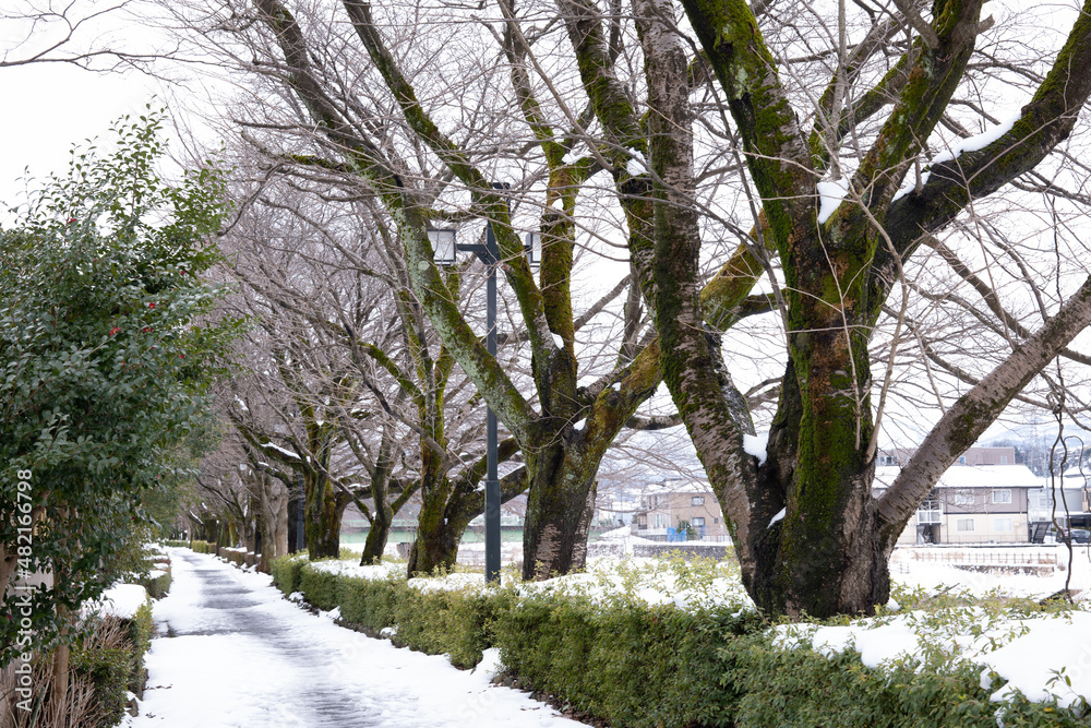 雪が積もった散歩道（石川県金沢市）