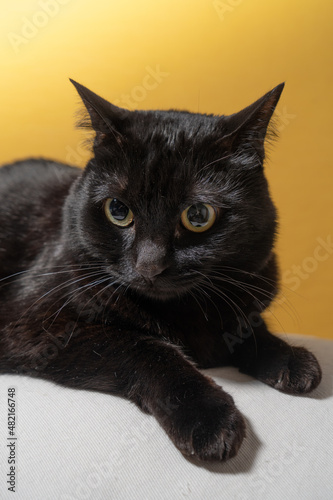 黄色い背景のかわいい黒猫