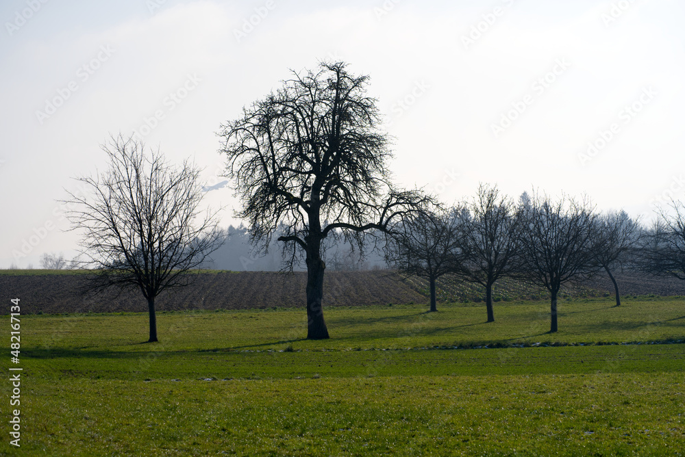 Rural landscape with trees, meadow and forest in the background on a sunny winter day. Photo taken January 13th, 2022, Zurich, Switzerland. Rural landscape with trees, meadow and forest in the background on a sunny winter day. Photo taken January 13th, 2022, Zurich, Switzerland.