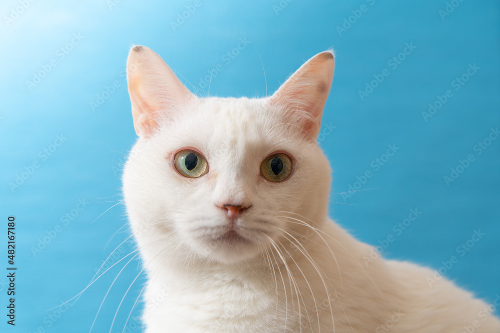 Fototapeta premium 青い背景のかわいい白猫