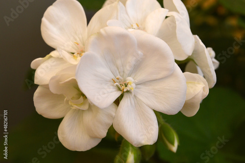 Geranio blanco de jardín