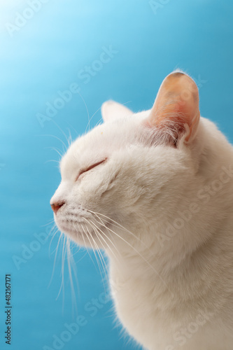 青い背景のかわいい白猫 横顔