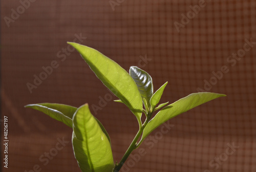Hojas de plantas de jardín