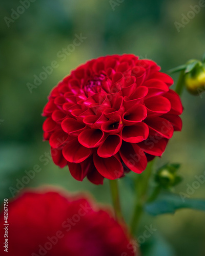 red dahlia flower