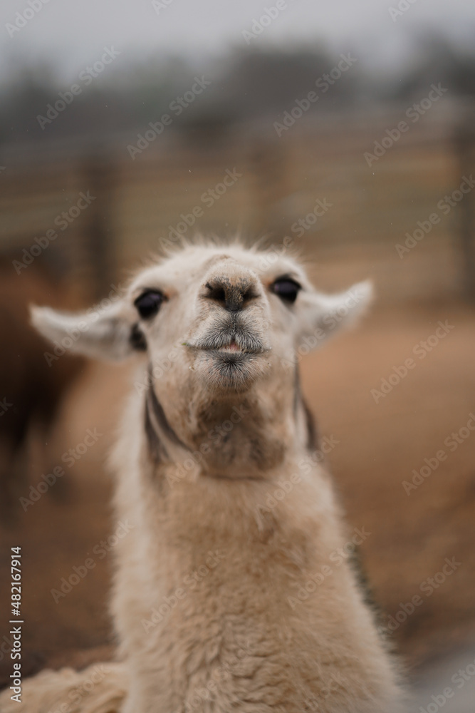 Obraz premium Chile, Santiago was seen a llama