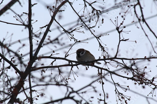 blackbird on a branch © алексей семиколенных