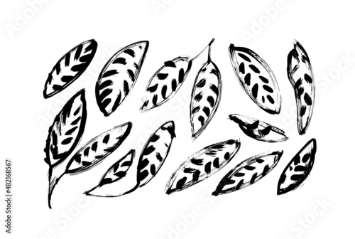Black paint brush leaves vector collection. Set of black silhouettes leaves with bold veins. Hand drawn eucalyptus foliage, herbs, exotic plants. Vector ink elements isolated on white background.