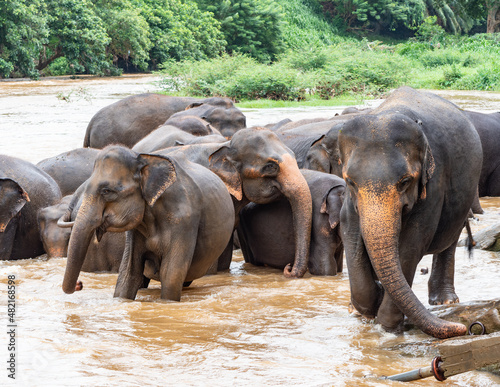 Elephants in Pimmawala Sri Lanka