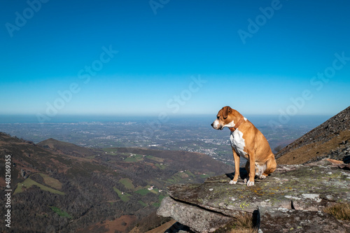 Cachorro a olhar sobre o pico da montanha Artzamendi no País Basco photo