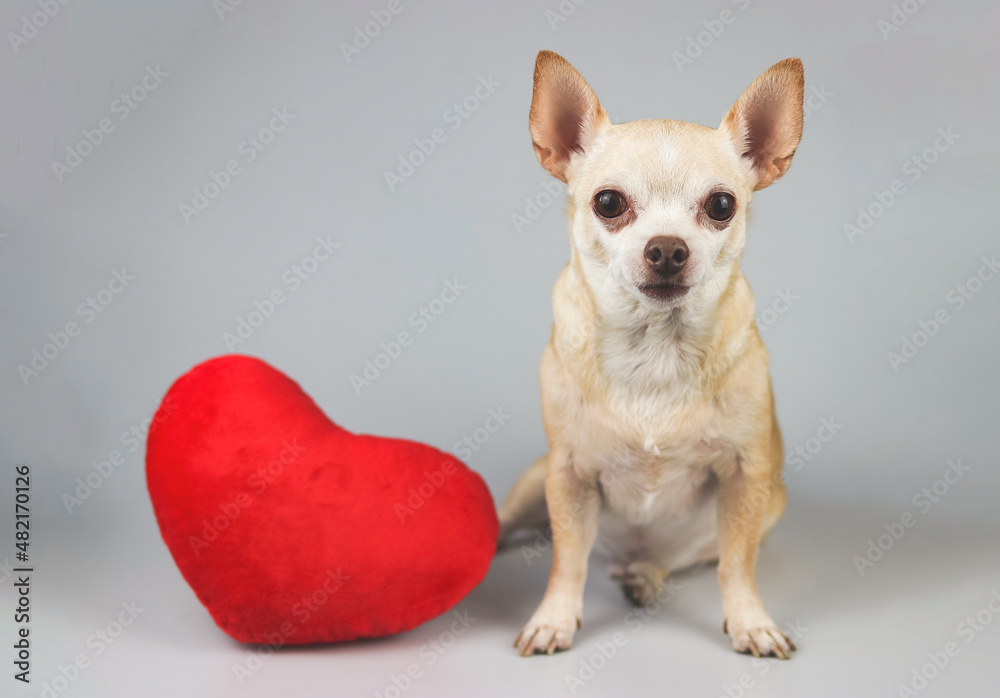 brown Chihuahua dog sitting with red heart shape pillow on white background, looking at camera, isolated.  Valentine's day concept.
