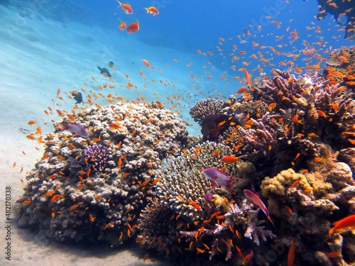 red sea coral reef and fish