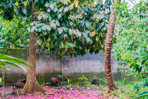 Malay rose apple tree and ground covered with its flowers. Syzygium malaccense. Zanzibar, Tanzania photo