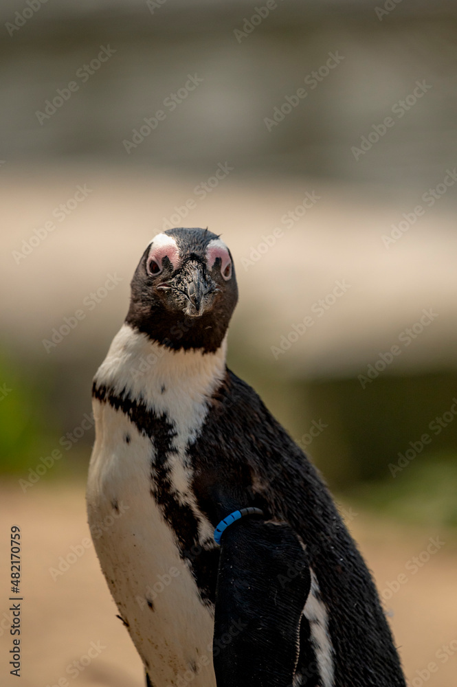 Fototapeta premium Pingouin