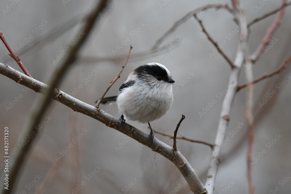 Naklejka premium 公園のエナガ
