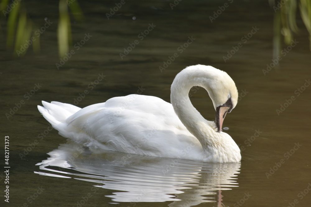 Fototapeta premium Elegant swan gliding lazily on a warm day. 