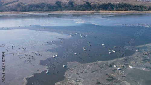 A flock of mallard ducks flies, swans and ducks in a large ice polynya on wintering in the Tiligulsky estuary photo