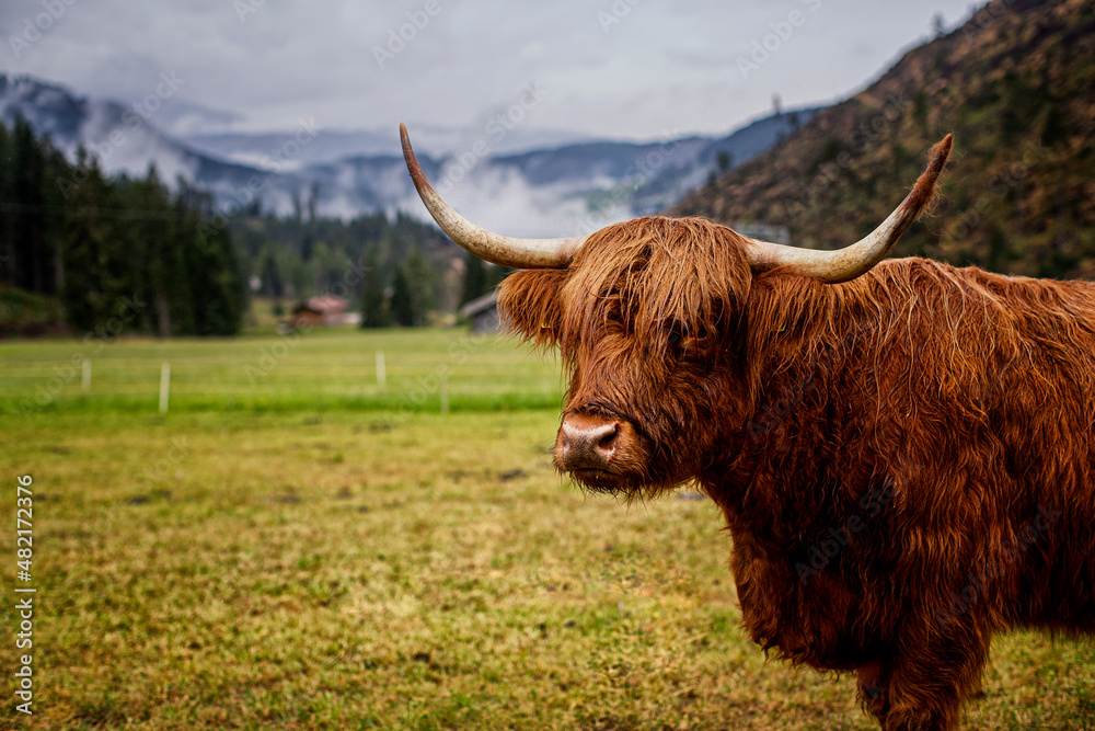 Scottish Cow. Trentino Alto Adige.