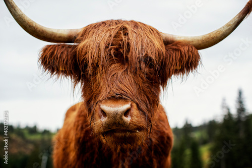 Scottish Cow. Trentino Alto Adige. © valentinarosati