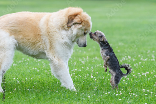 Small dog kissing big dog