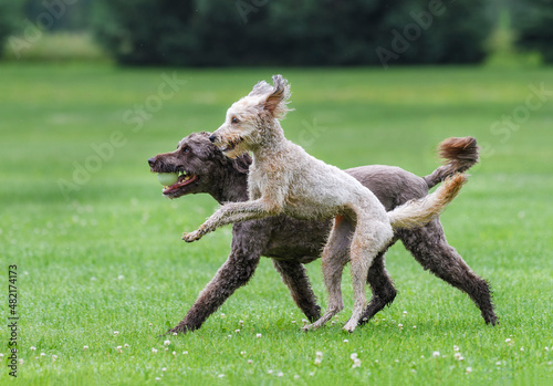Fototapeta Naklejka Na Ścianę i Meble -  two dogs running together