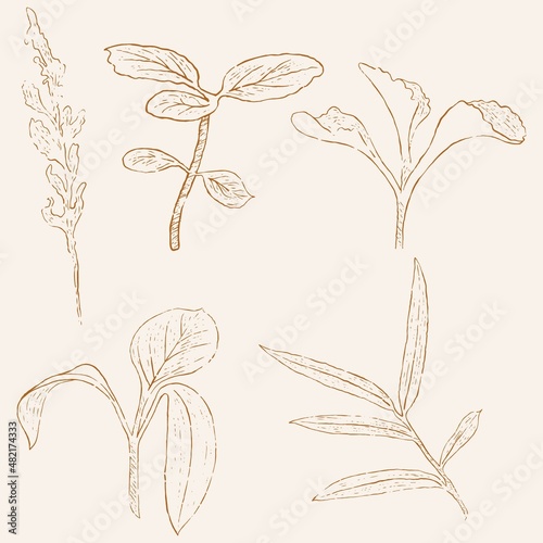 hand drawn leaf line art, hand drawn nature painting. Free hand sketch illustration.