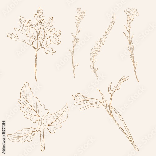 hand drawn leaf line art, hand drawn nature painting. Free hand sketch illustration.