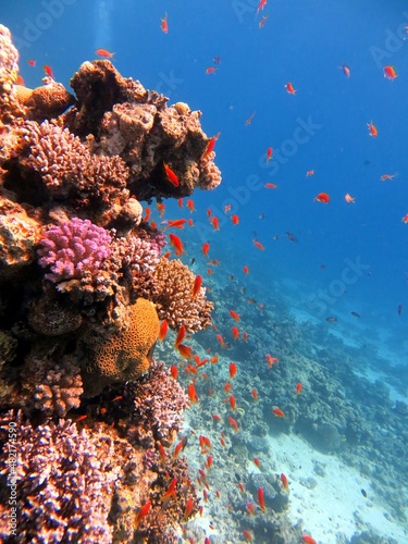coral reef and diver