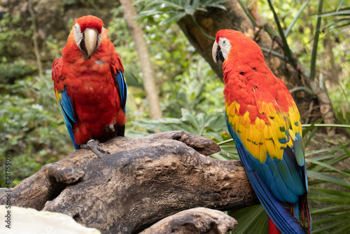 Pair of macaws ara macao, both looking sexy with their beautiful and multicolored typical of the Amazon and the jungles of Central America, from countries such as Honduras, Colombia, Mexico...