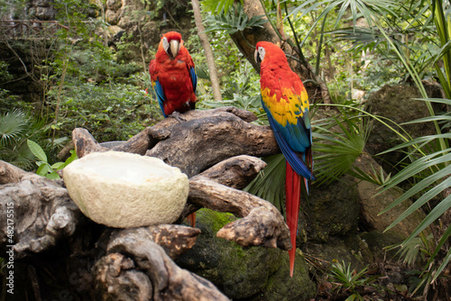 Scenery of beautiful pair of macaws ara macao, looking at each other in a sexy way with their beautiful and multicolored typical of the Amazon and Central America.