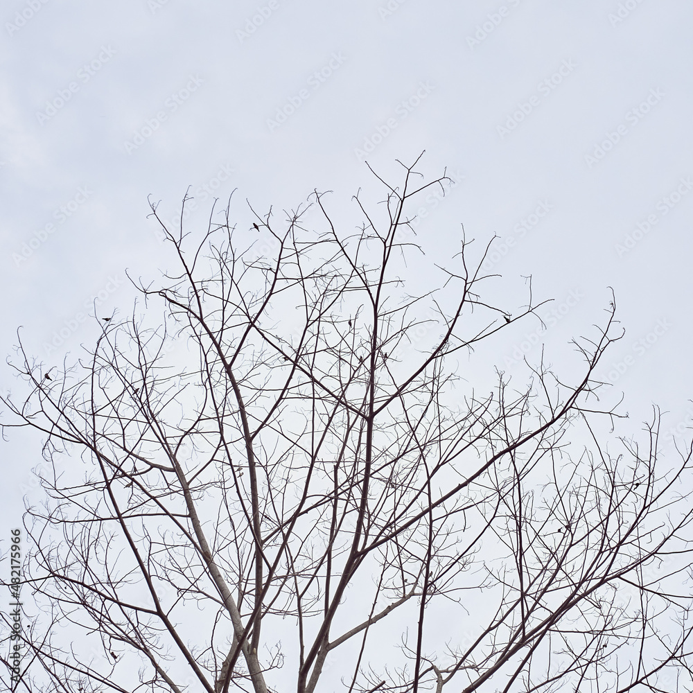 Fototapeta premium tree in late autumn, no leaves, many birds on the tree.