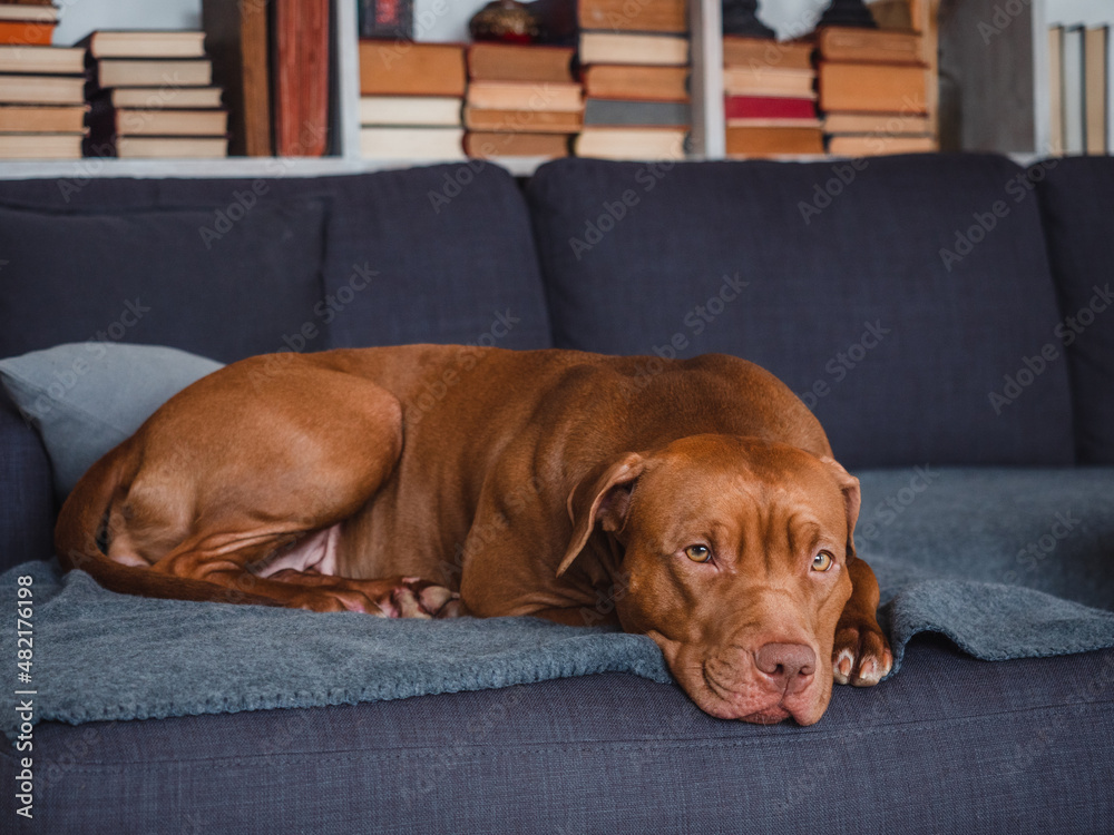 Lovable, pretty puppy of brown color. Close-up, indoors, studio photo. Day light. Concept of care, education, obedience training and raising pets Lovable, pretty puppy of brown color. Close-up, indoors, studio photo. Day light. Concept of care, education, obedience training and raising pets