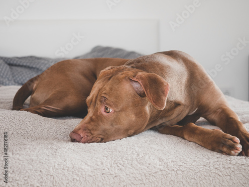 Lovable, pretty puppy of brown color. Close-up, indoors, studio photo. Day light. Concept of care, education, obedience training and raising pets