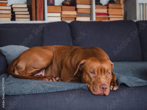Lovable, pretty puppy of brown color. Close-up, indoors, studio photo. Day light. Concept of care, education, obedience training and raising pets