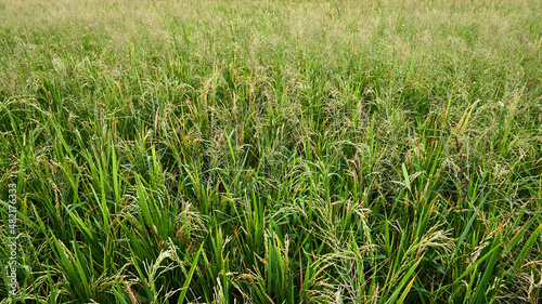 Ripe ricefield ready for harvest