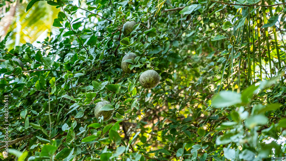 Aegle marmelos (Indian bael or vilva maram), commonly known as bael, also Bengal quince, golden apple, Japanese bitter orange, stone apple or wood apple, is a rare species of tree native to the Indian Aegle marmelos (Indian bael or vilva maram), commonly known as bael, also Bengal quince, golden apple, Japanese bitter orange, stone apple or wood apple, is a rare species of tree native to the Indian